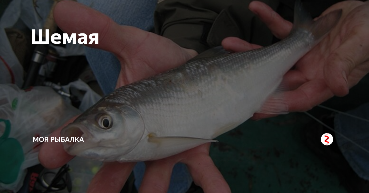 Рыба шамайка: описание и места обитания