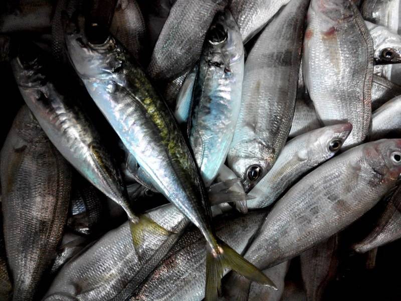 Ставрида черноморская рыба. описание, особенности, виды, ловля и среда обитания