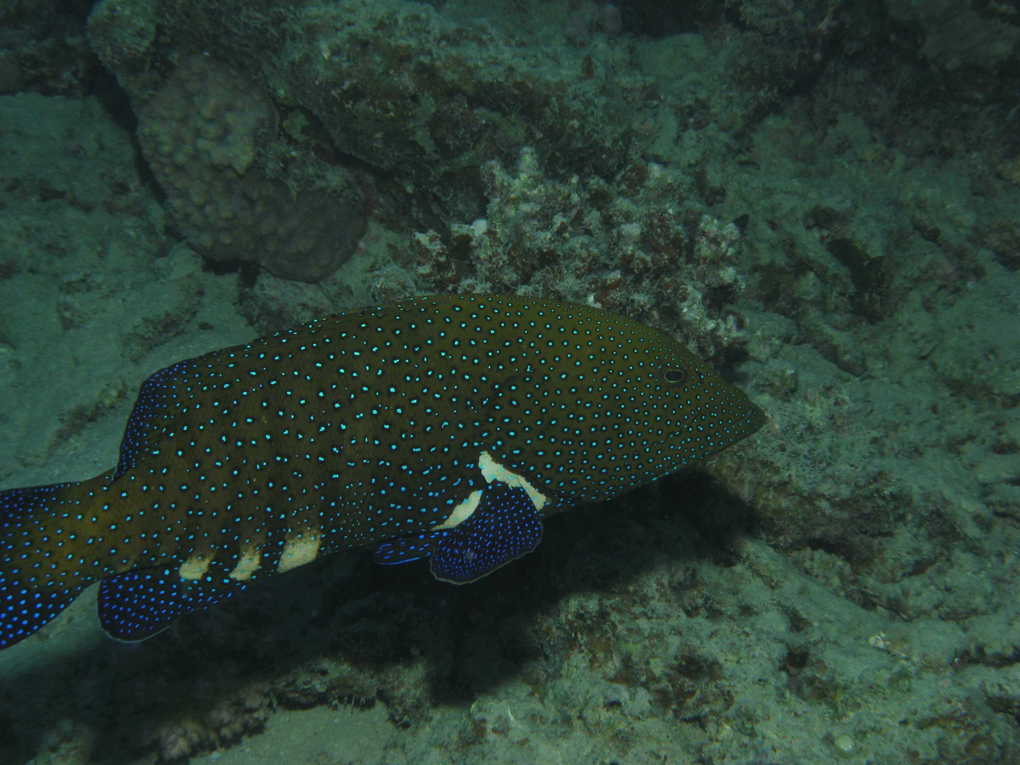 Пятнистый Групер. Рыба Групер Египет. Групер Мальдивы. Групер рыба на Сейшелах.