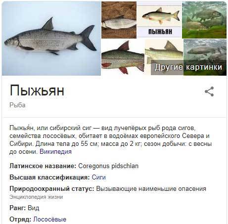 Рыба уклейка: фото, где водится, образ жизни, как и на что ловить, распространение, повадки, чем питается, блюда из уклейки
