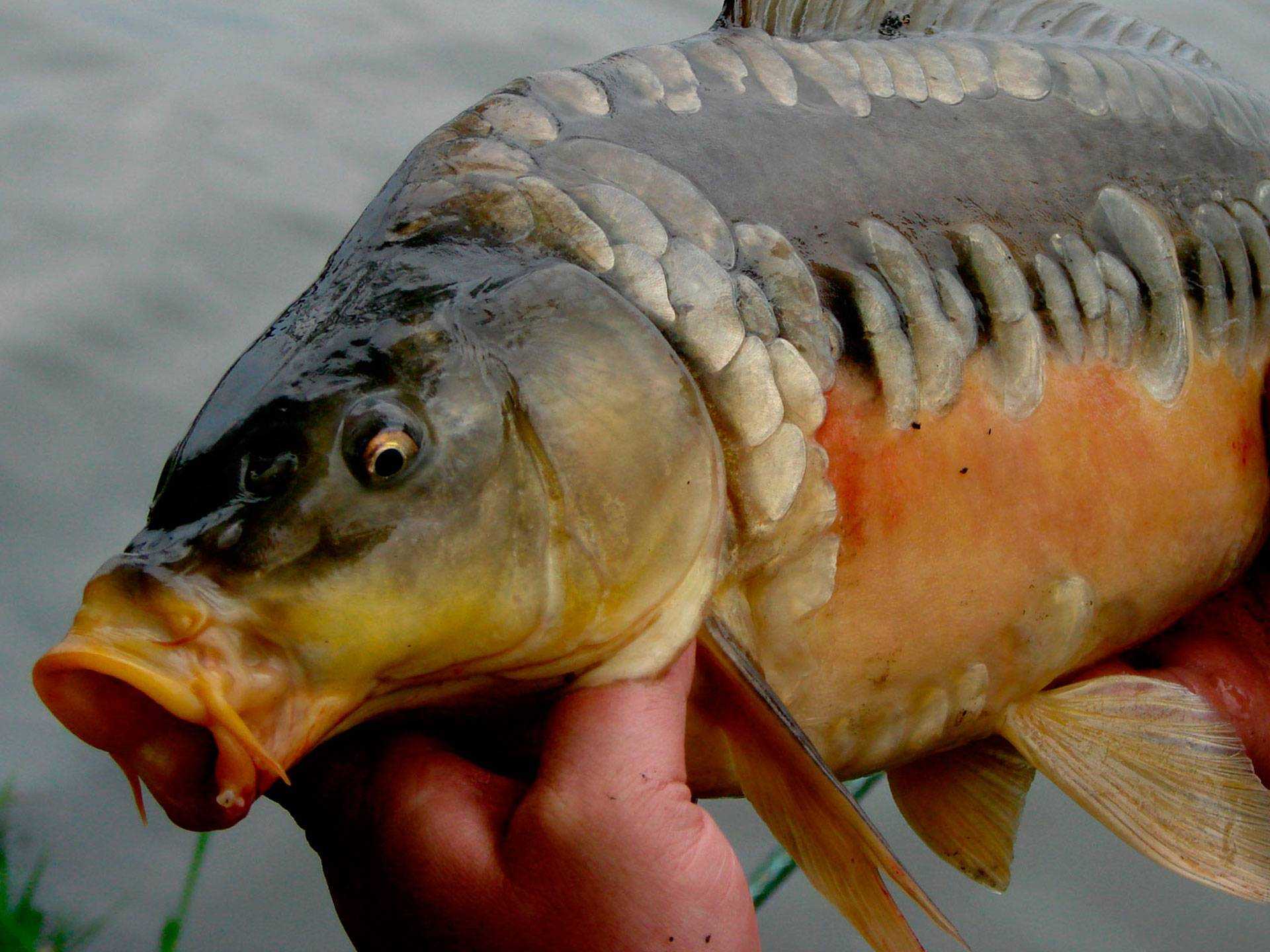 Рыба карповой породы. Сазан (Cyprinus Carpio). Ангелинский зеркальный Карп. Карп безжелудковая рыба. Рыба чешуйчатый Карп.