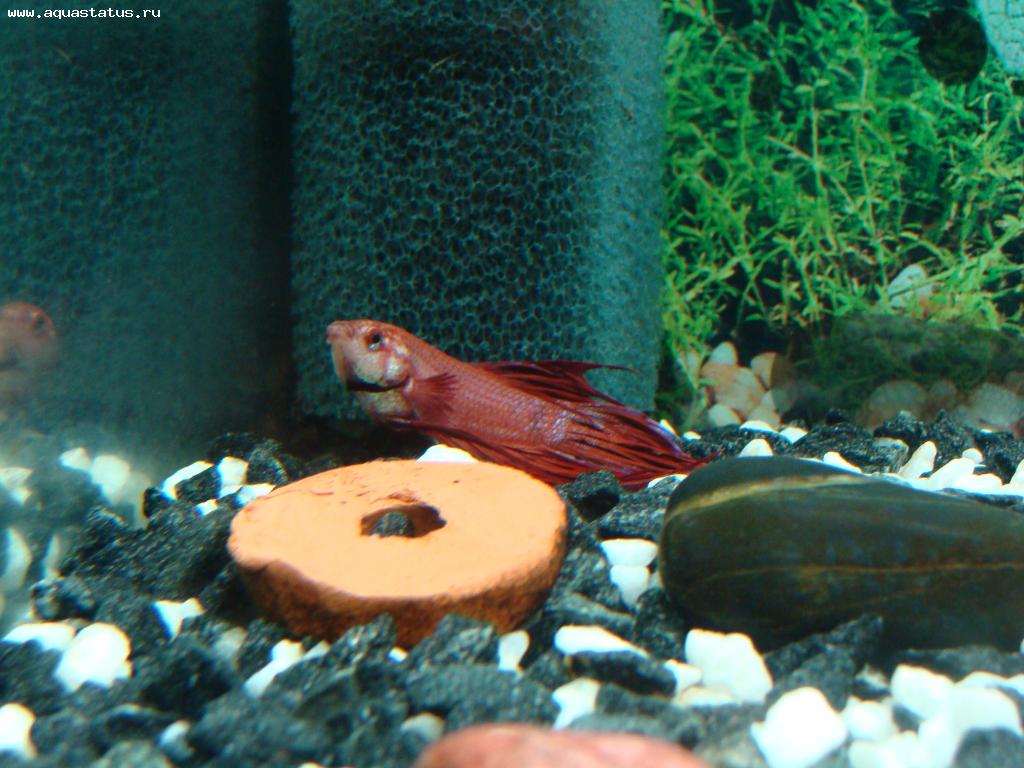 Плавниковая гниль рыб: лечение в общем аквариуме, симптомы, фото