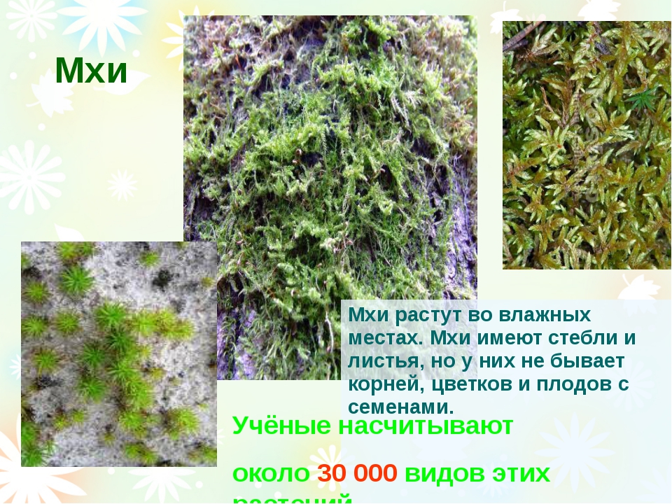 Отдел моховидные - общая характеристика, интересные факты