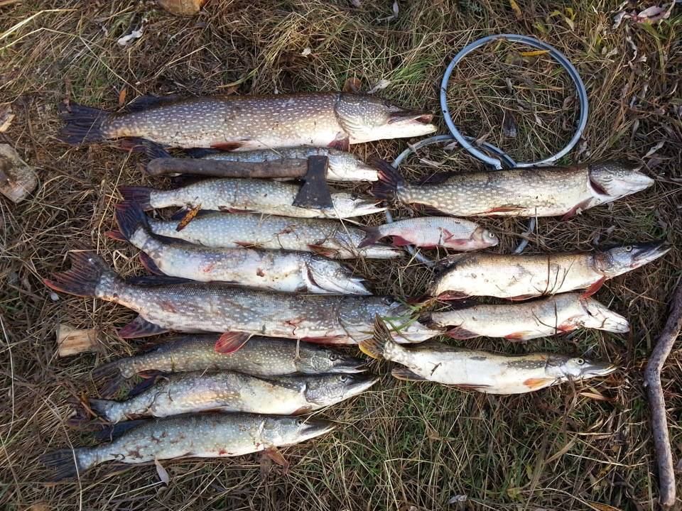 Пресноводная рыбалка в крыму 2022 — форель, щука, карп, карась, сазан, окунь…