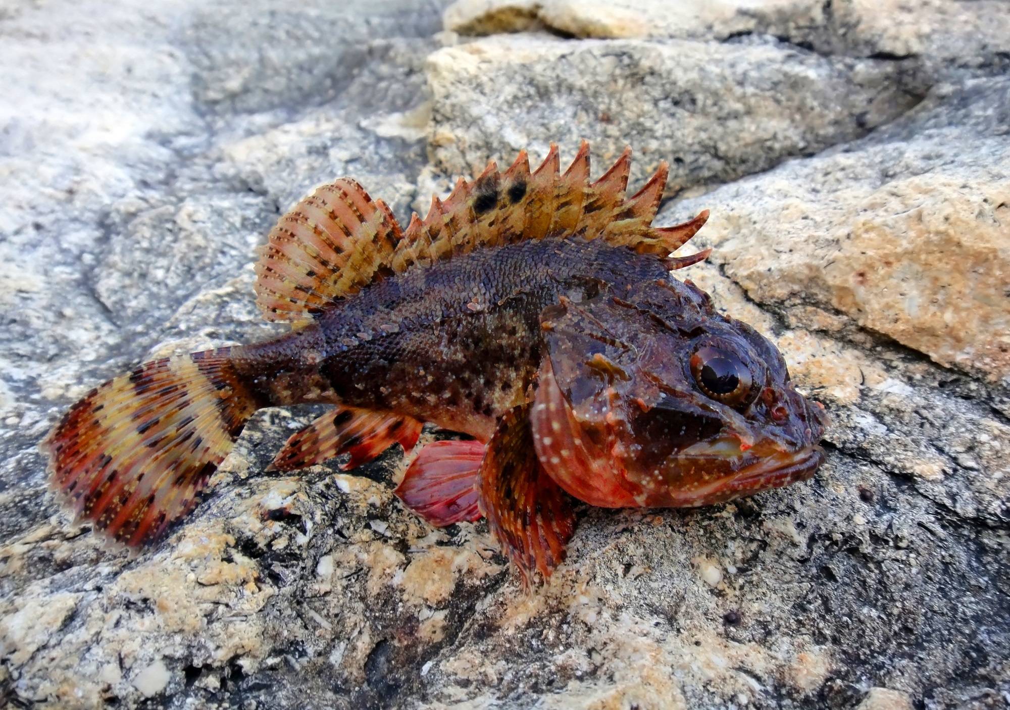 Рыба «Ёрш-скорпена черноморский» фото и описание