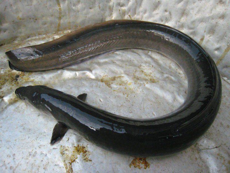 Макрогнатус глазчатый — рыбка, похожая на угря