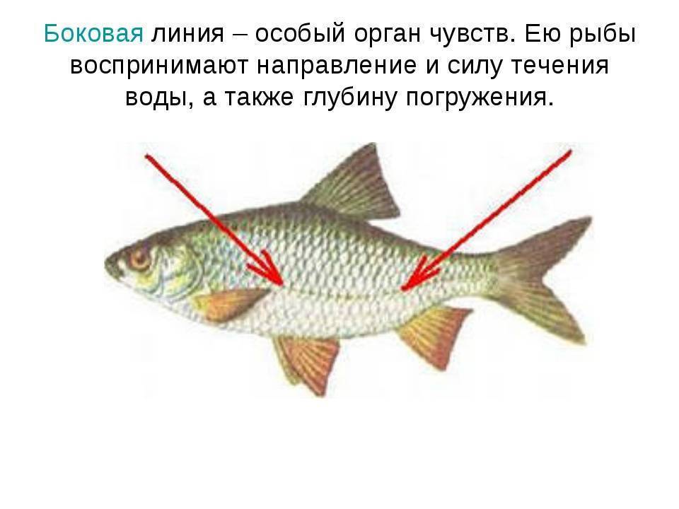 Класс рыбы их строение, классификация и основные отряды (таблица, схема)