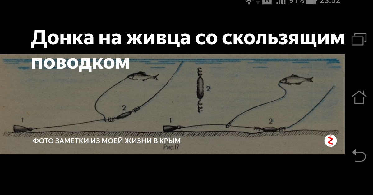 Как ловить судака на живца: способы и нюансы рыбалки