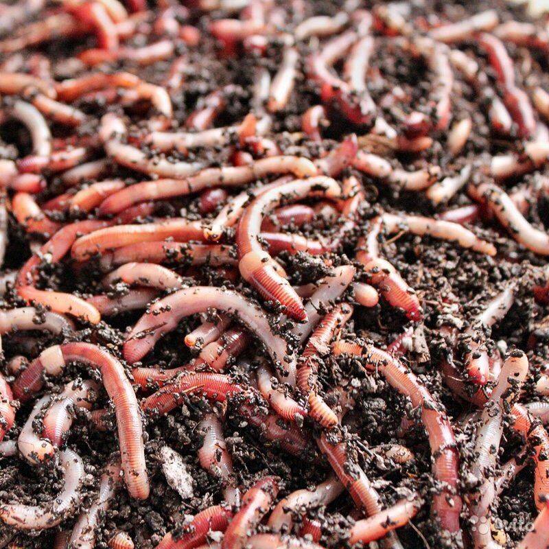 Где черви водятся, как копать червей различных видов. где лучше копать червей для рыбалки