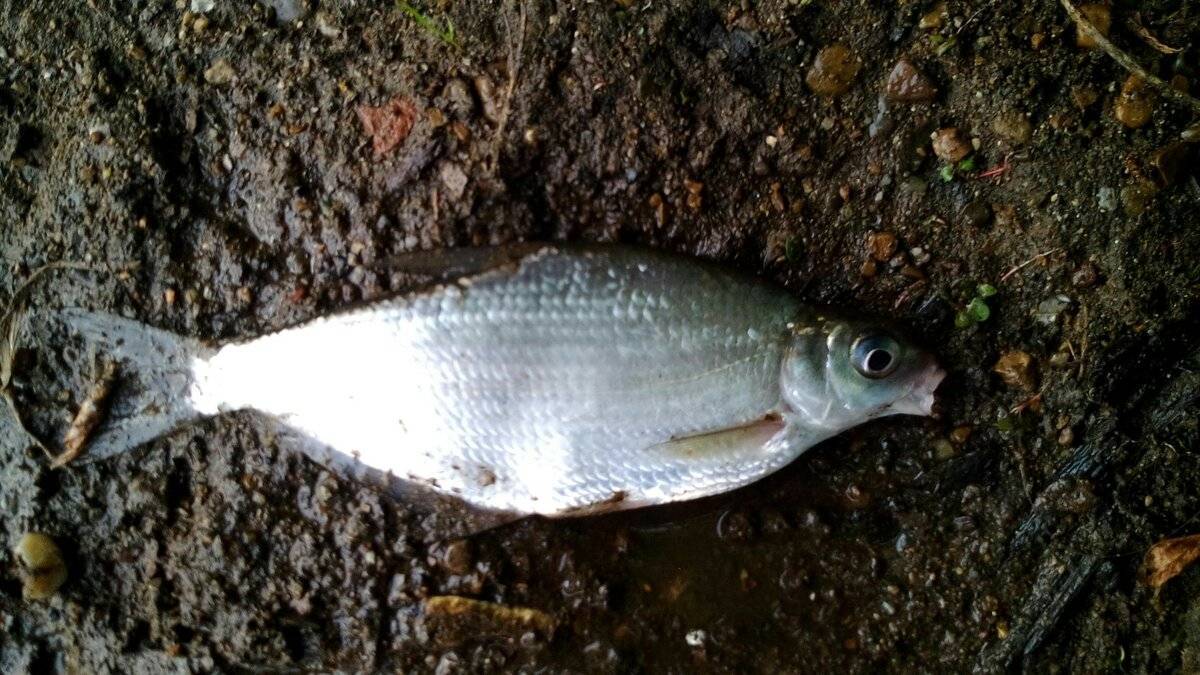 Рыба сопа, или белоглазка: фото и описание, где водится, ловля на течении, отличия от других рыб, прикормка, насадки и снасти