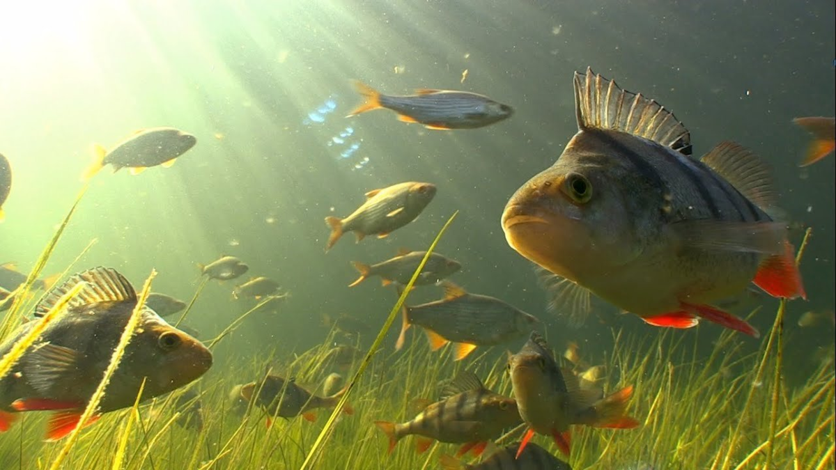 Рыба линь: как выглядит, где обитает и как ловить рыбу?