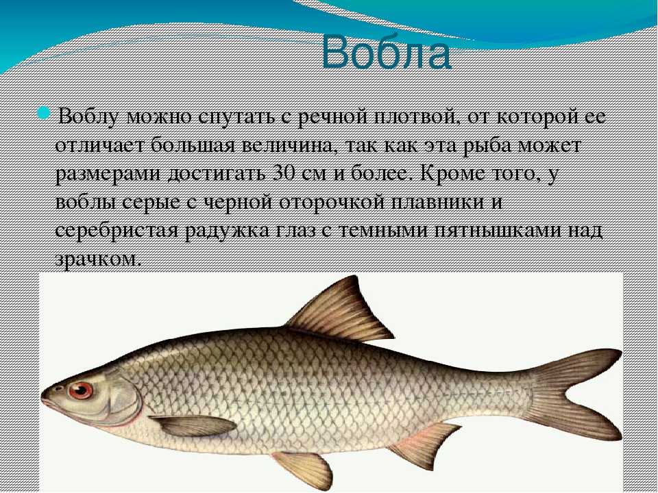 ✅ отличие плотвы сороги и красноперки. использование в кулинарии. интересная информация о сорожке - elpaso-antibar.ru