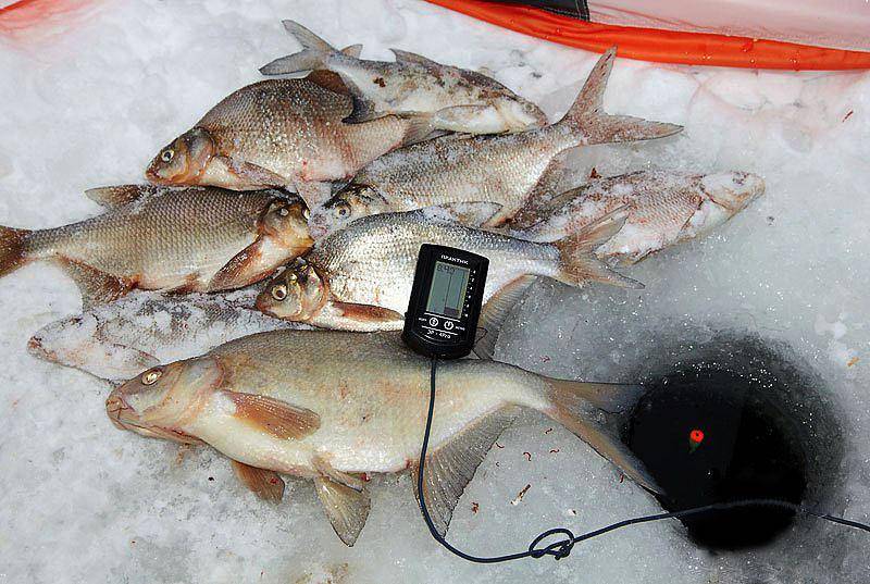 Рыбалка на леща – правильный выбор места, снасти и приманки
