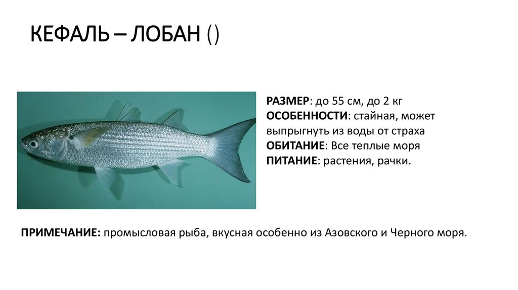 ???? кефаль что за рыба: фото, описание, как выбрать, рецепты