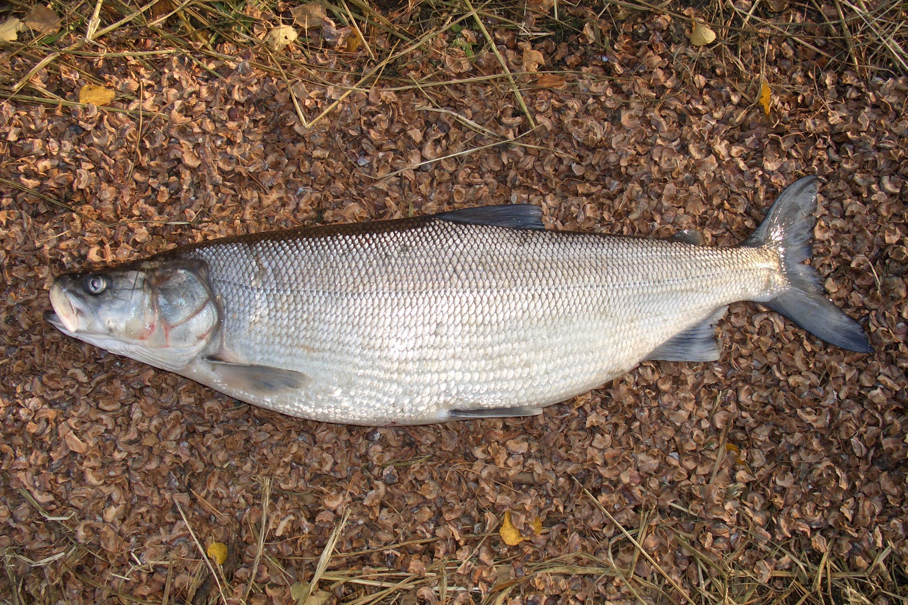 Рыба нельма (белорыбица) — символ ихтиофауны сибири