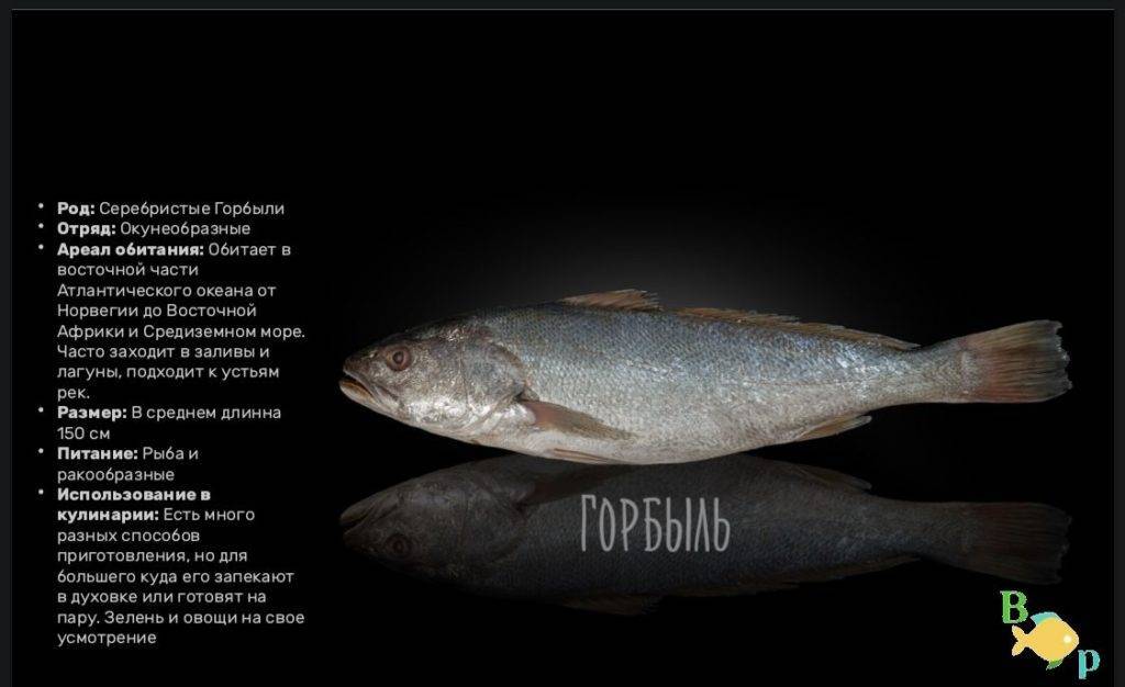 Рыба «Горбыль светлый» фото и описание
