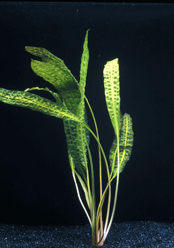 Криптокорина аквариумное растение: фото, посадка растения, его содержание и уход