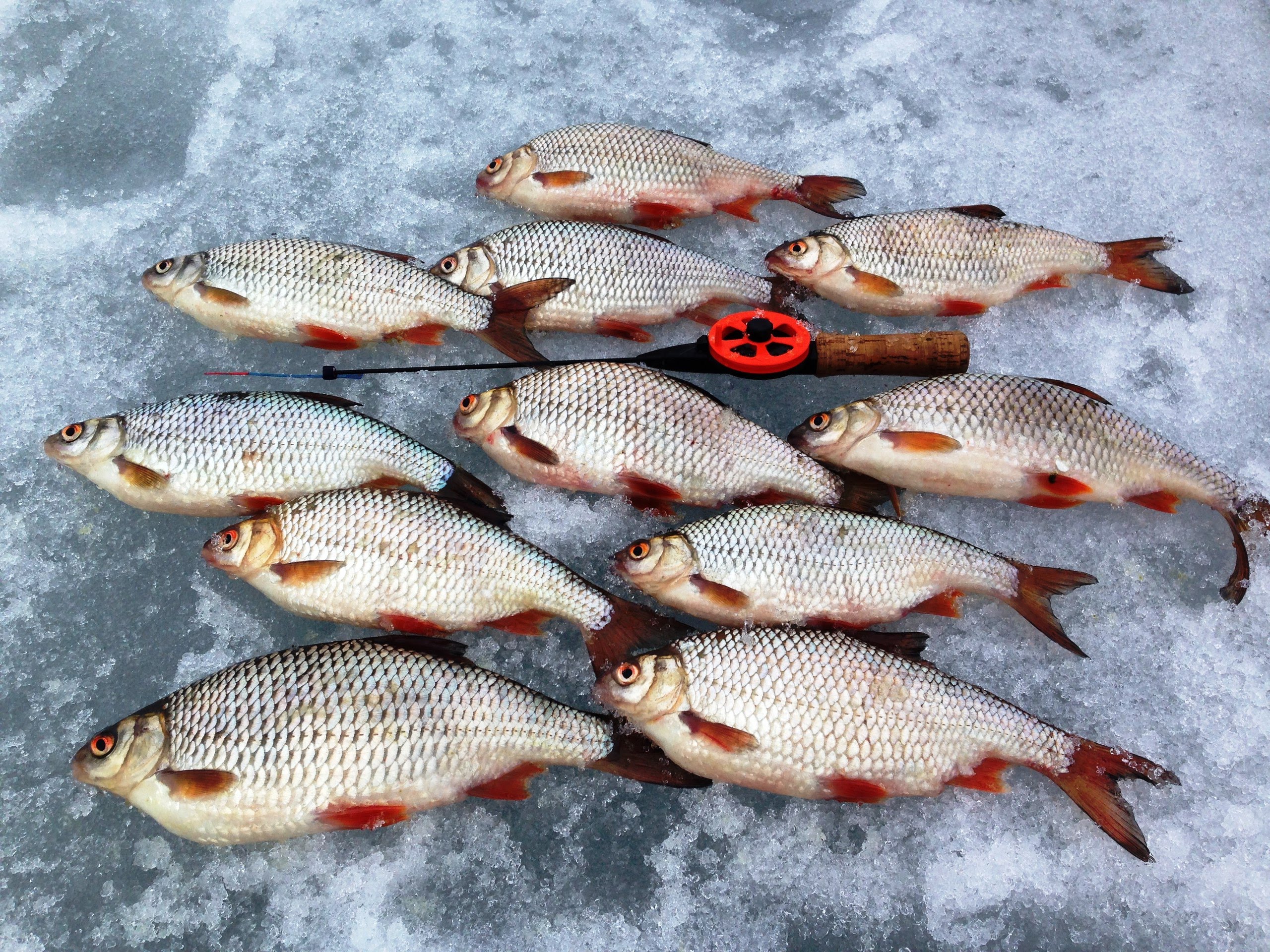 Рыбалка в глухозимье на озерах. часть 2. правильно готовим лунки и выбираем снасти