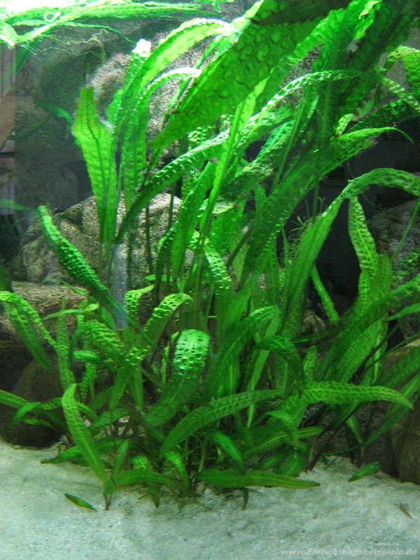 Криптокорина: виды аквариумного растения с фото в таблице, содежрание