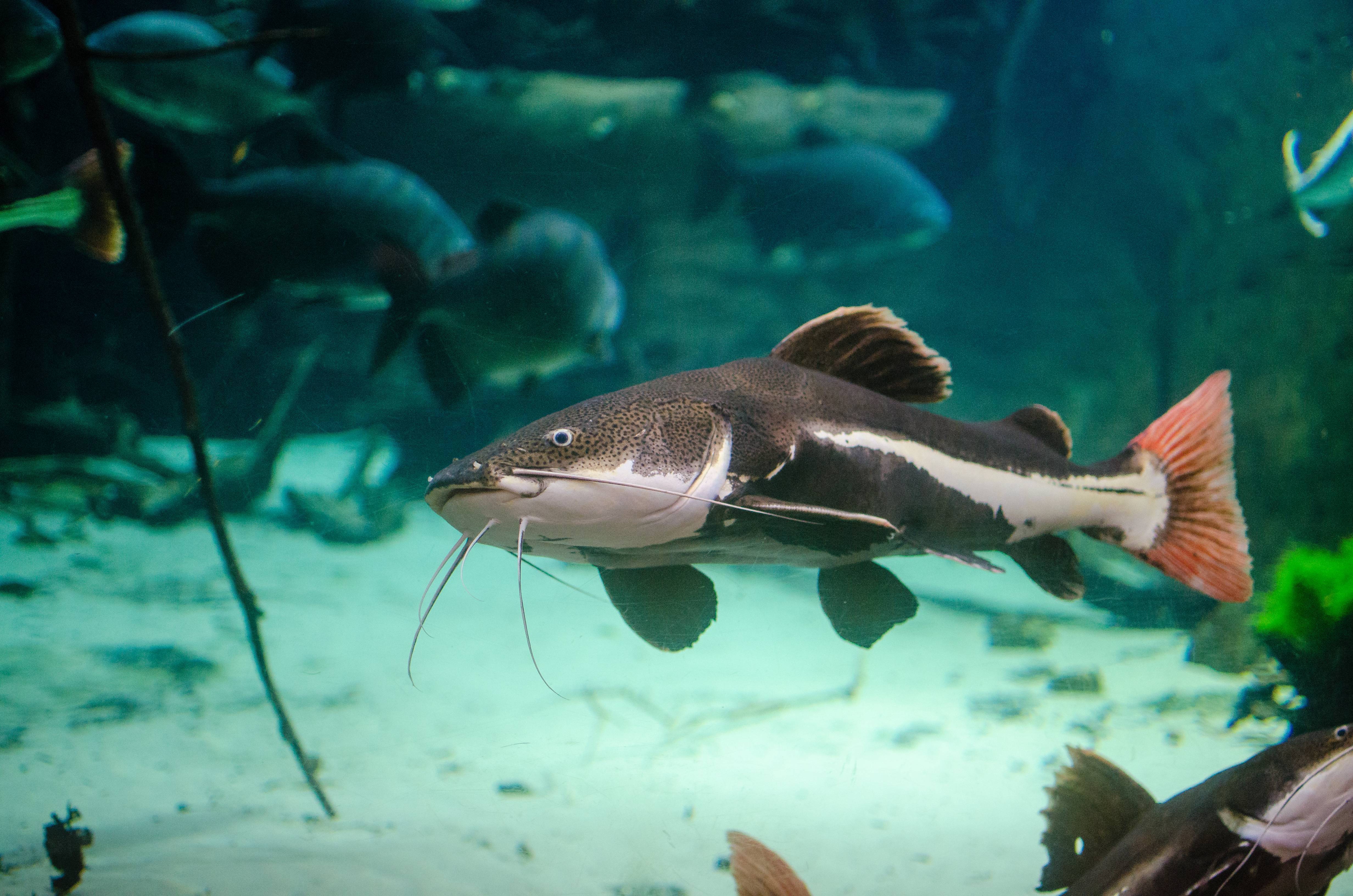 Рыба «Сомик канальный» фото и описание