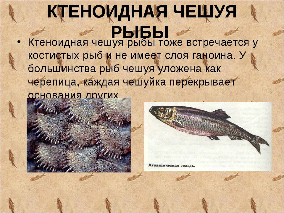 Особенности чешуи рыбы. Ганоидная чешуя рыб. Рыб характерна ктеноидная чешуя. Циклоидная чешуя. Циклоидная чешуя рыб.
