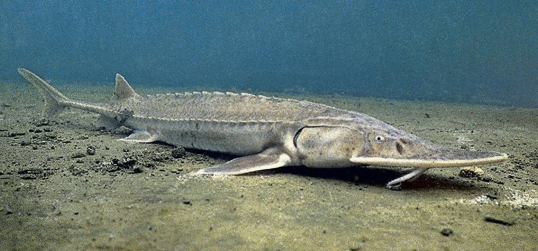 Рыба «лопатонос белый» фото и описание
