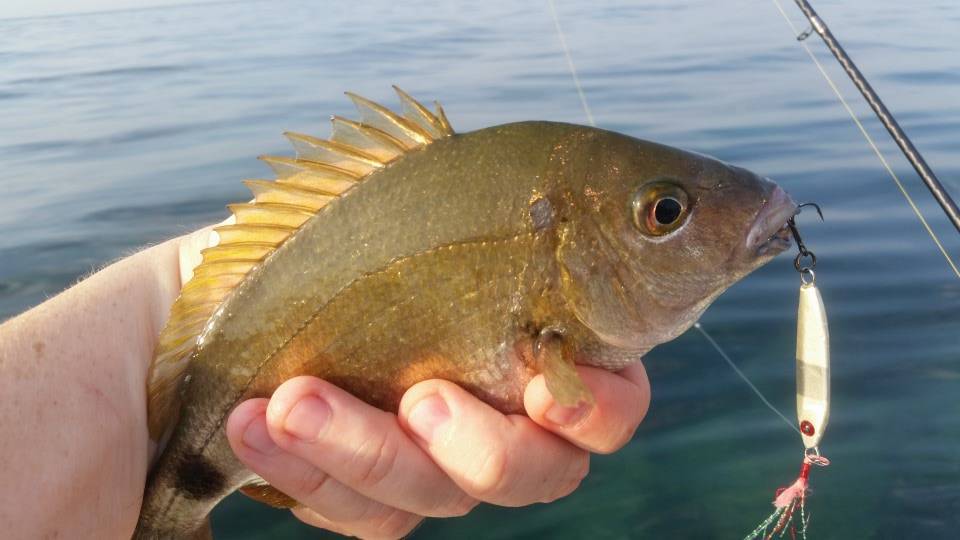 Как поймать рыбу сарагус (морской карась, diplodus sargus) - где и на что ловить эту рыбу в средиземном море | все о рыбалке в израиле