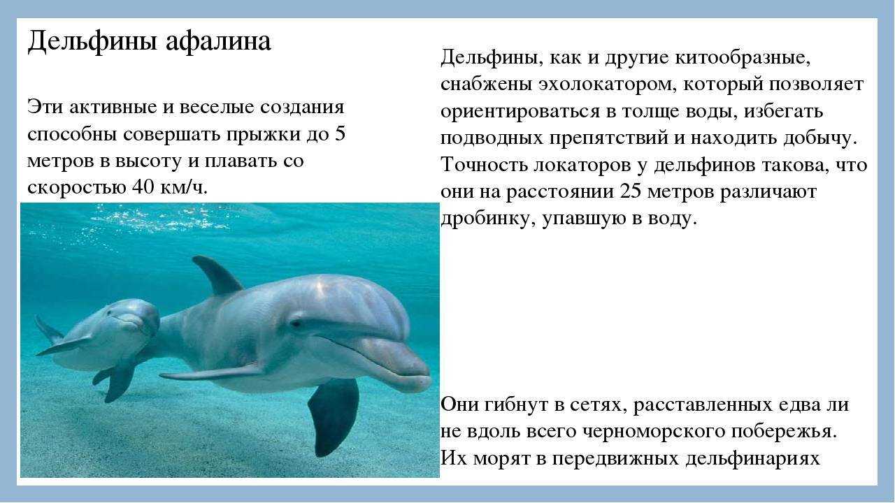 ​50  самых интересных фактов о дельфинах — общенет