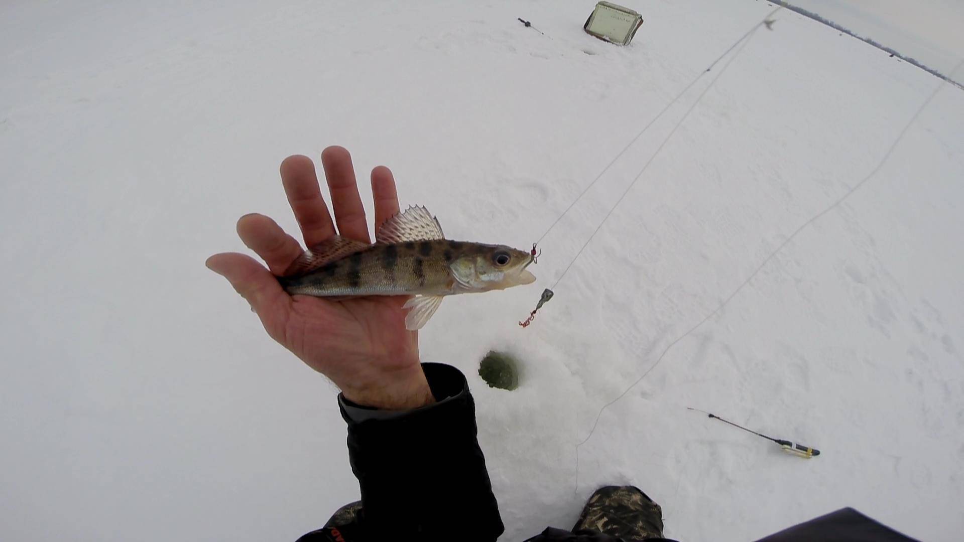 Рыбалка в холодное время года: грамотная ловля судака на раттлины зимой