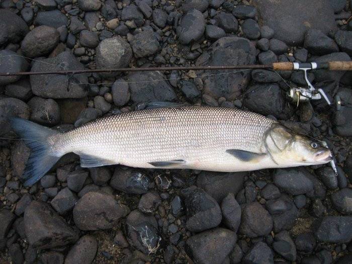 Нельма, или белорыбица (лат. stenodus leucichthys nelma) – рыба из рода сиговых, семейства лососевых » конкретно.ru - новостной портал.