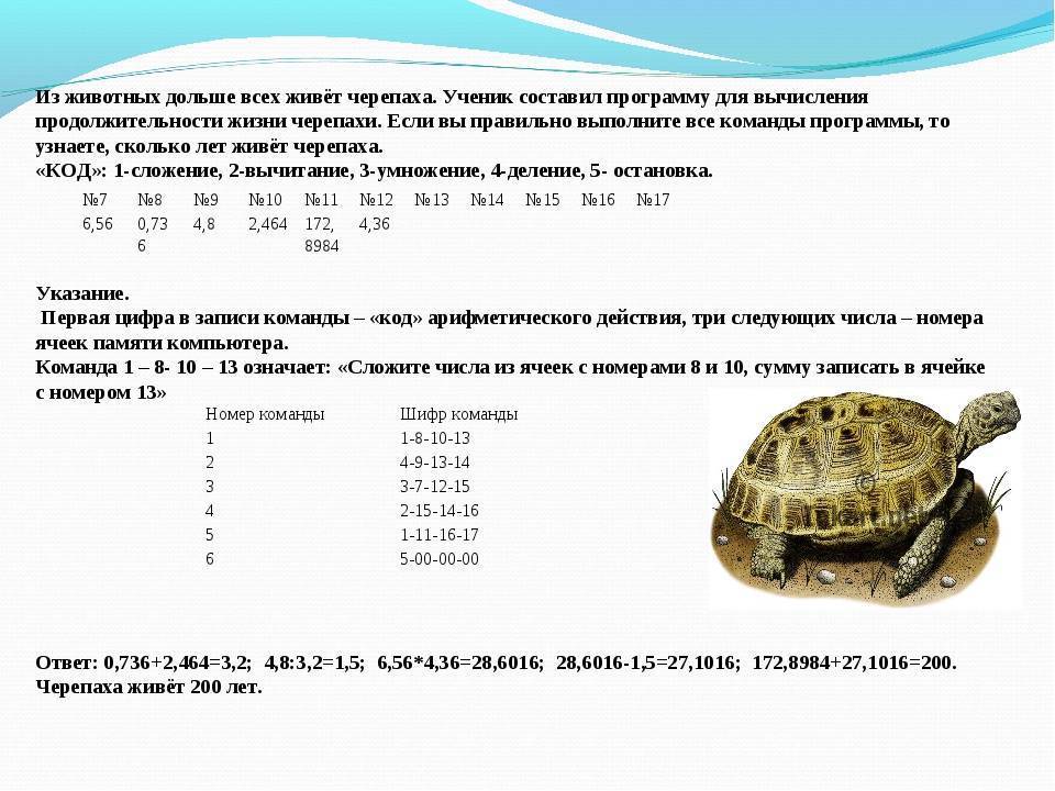 Сколько лет живут красноухие черепахи в домашних условиях?