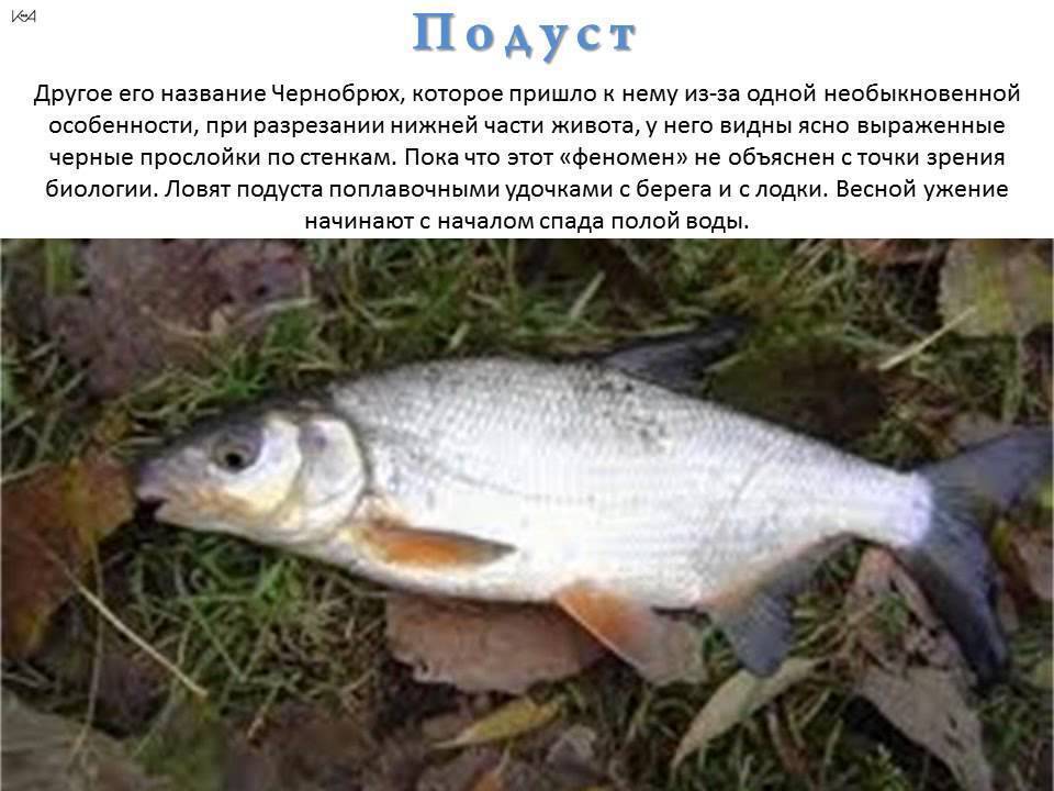 Рыба подуст: описание, питание, ловля | аккумы инфо