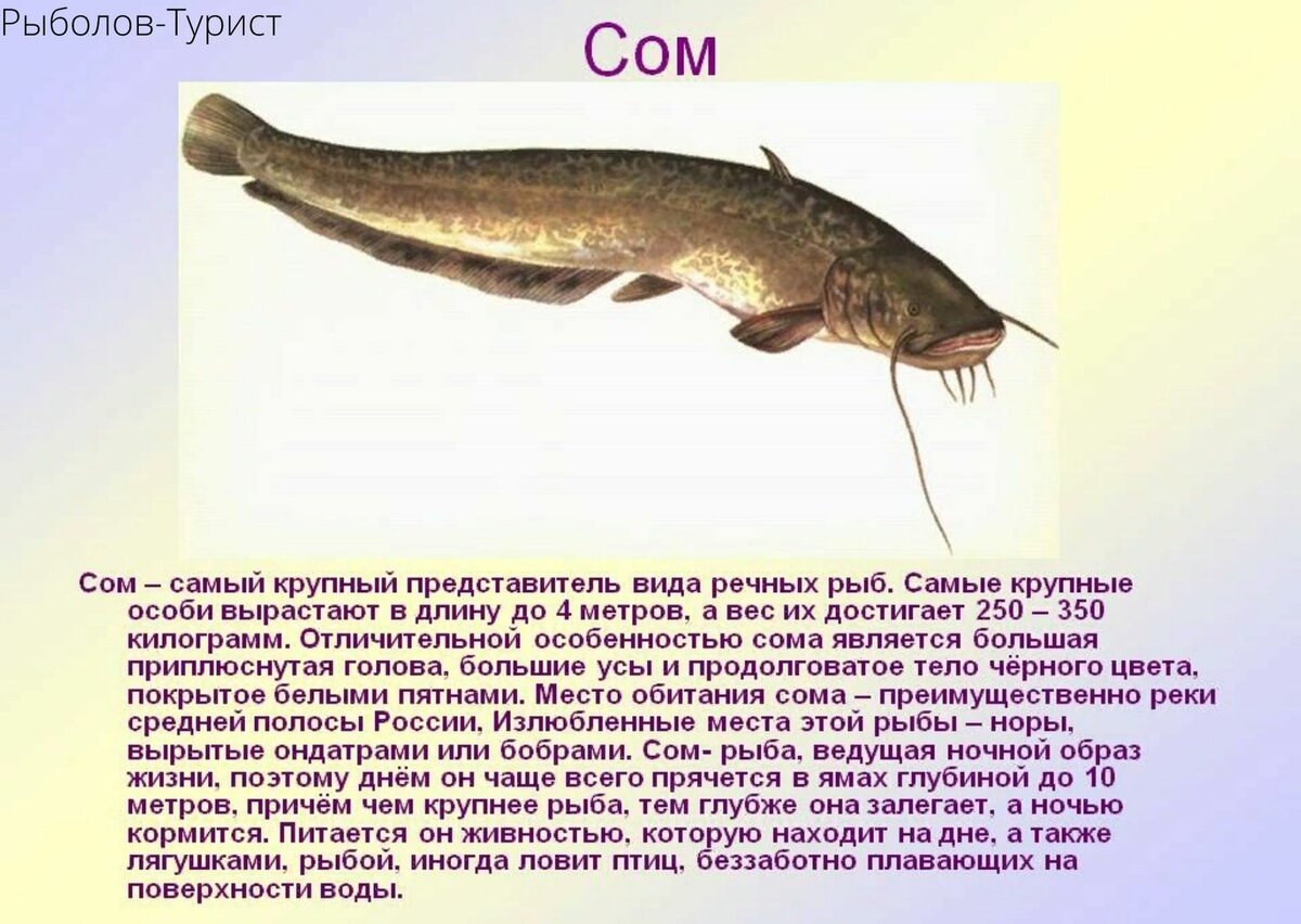 Как выглядит рыба сом? сом: описание внешнего вида, особенности жизни и как вкусно приготовить мясо.
