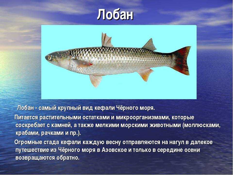 Подробное описание рыбы кефаль и ее видов с фото