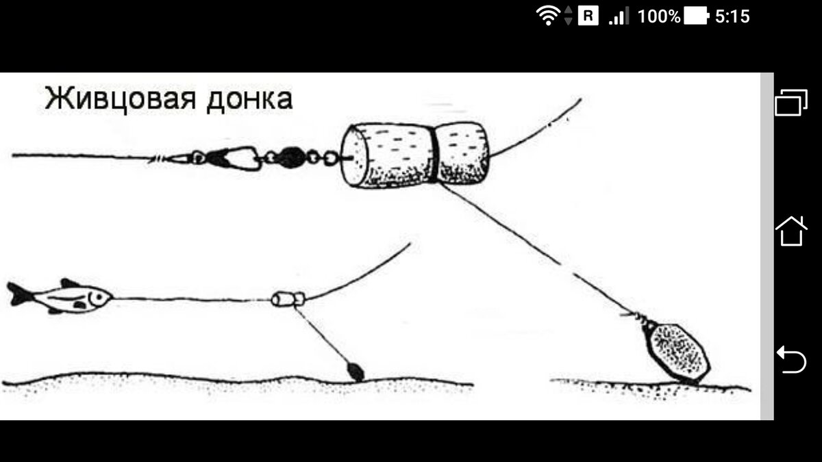 Ловля щуки на живца: снасти, оснастка и техника ловли