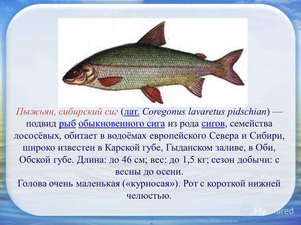 Рыба семейства сиговых - общая информация, список, особенности ловли сига