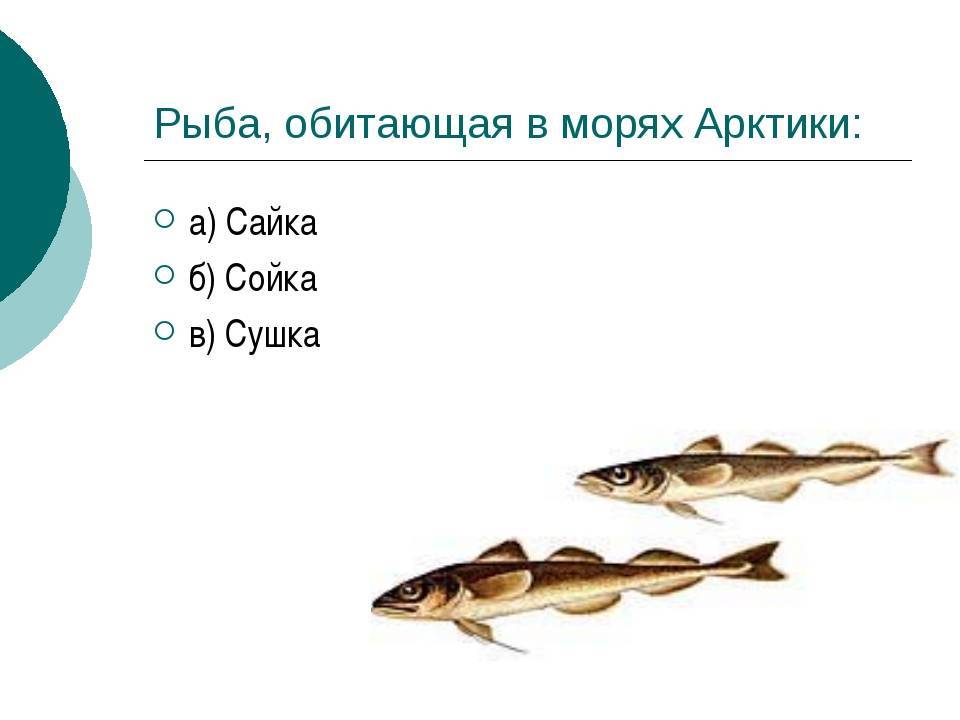 Рыба сайка: описание, где водится, чем питается, размножение