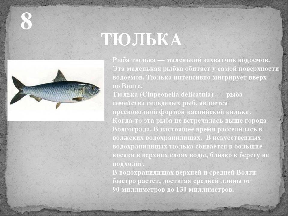 Сельдь морская
