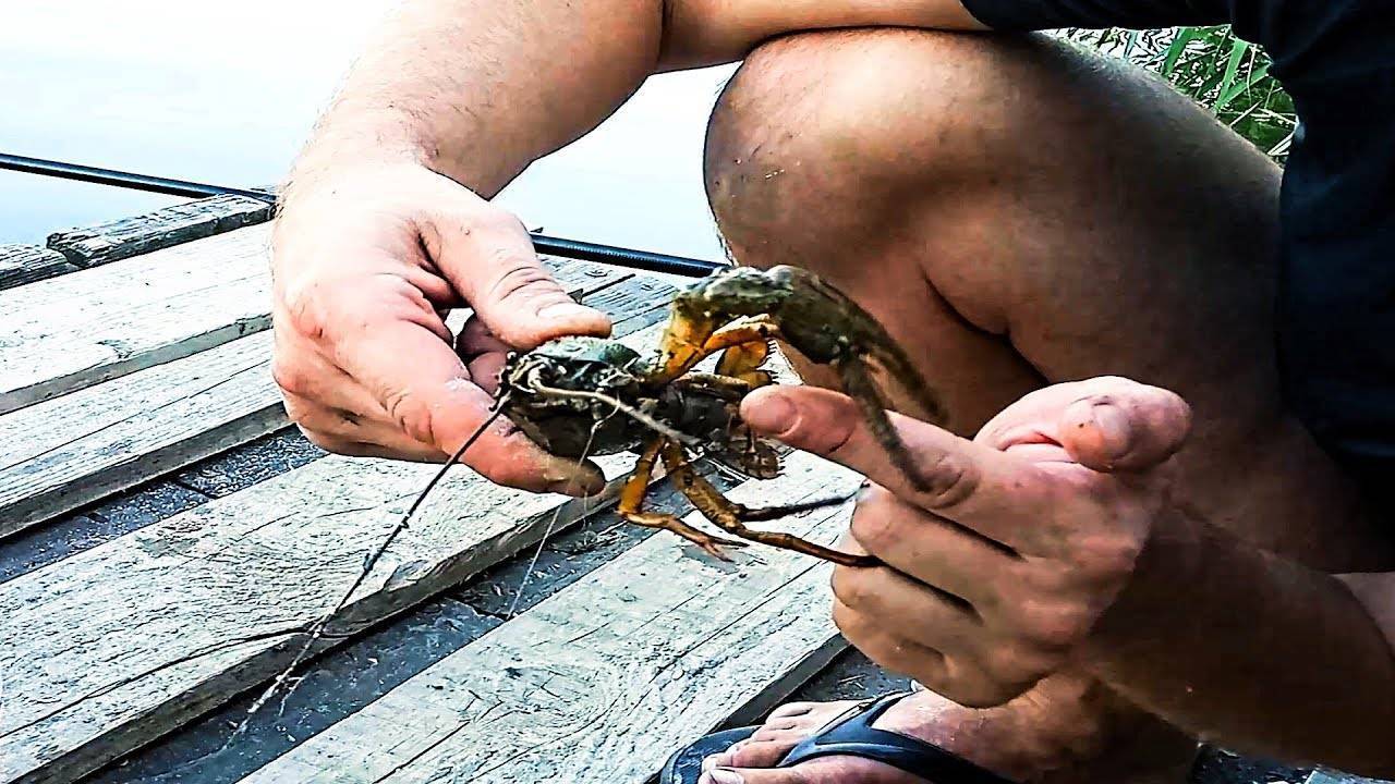 На что ловить раков в раколовке, приманки для раков