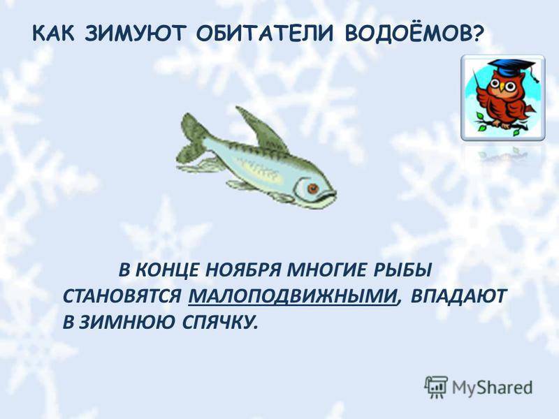 Как спят рыбы в аквариуме ночью и спят ли вообще, фото спящих рыб