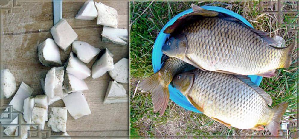 Ловля леща на сало: какое сало лучше использовать для рыбалки, как насаживать на крючок, клюёт ли рыба на копчёное сало