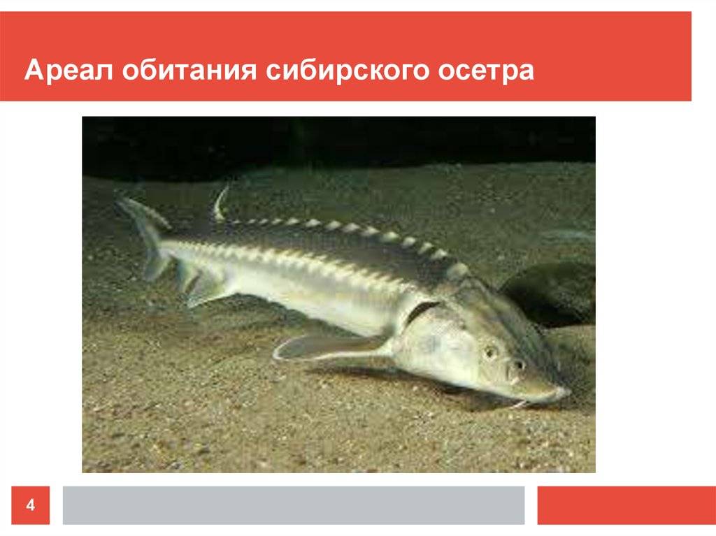 Ловля осетра: снасти для ловли осетра на удочку