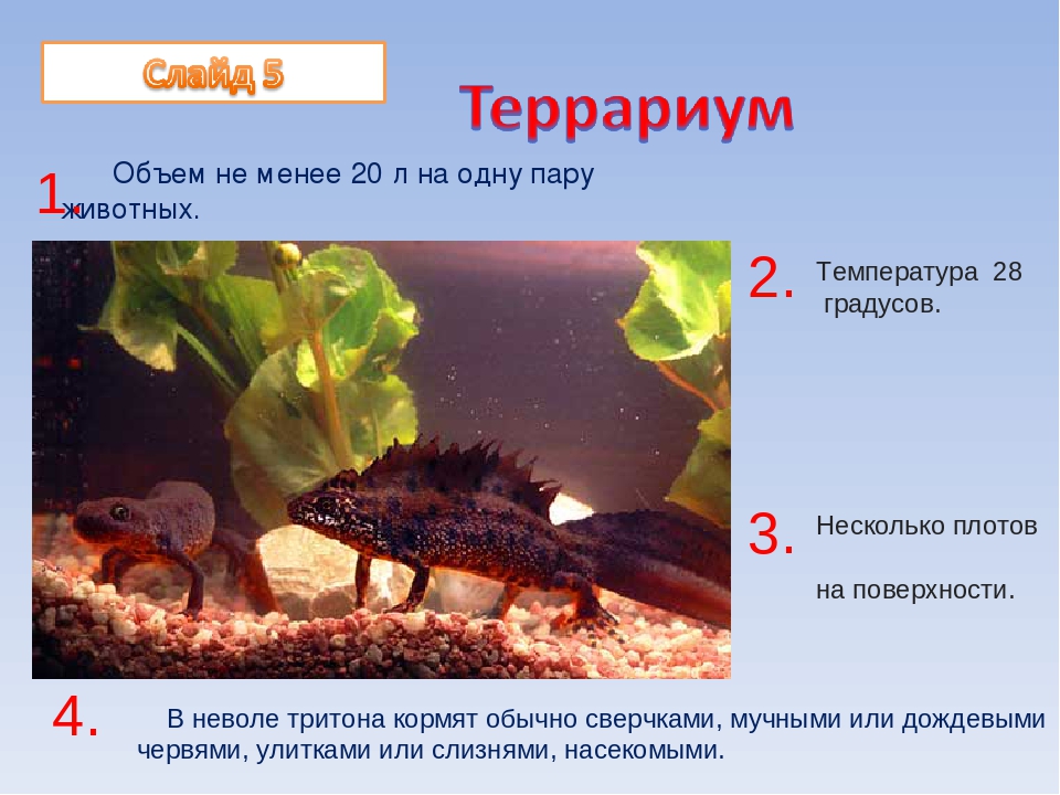 Тритон: уход и содержание в домашних условиях