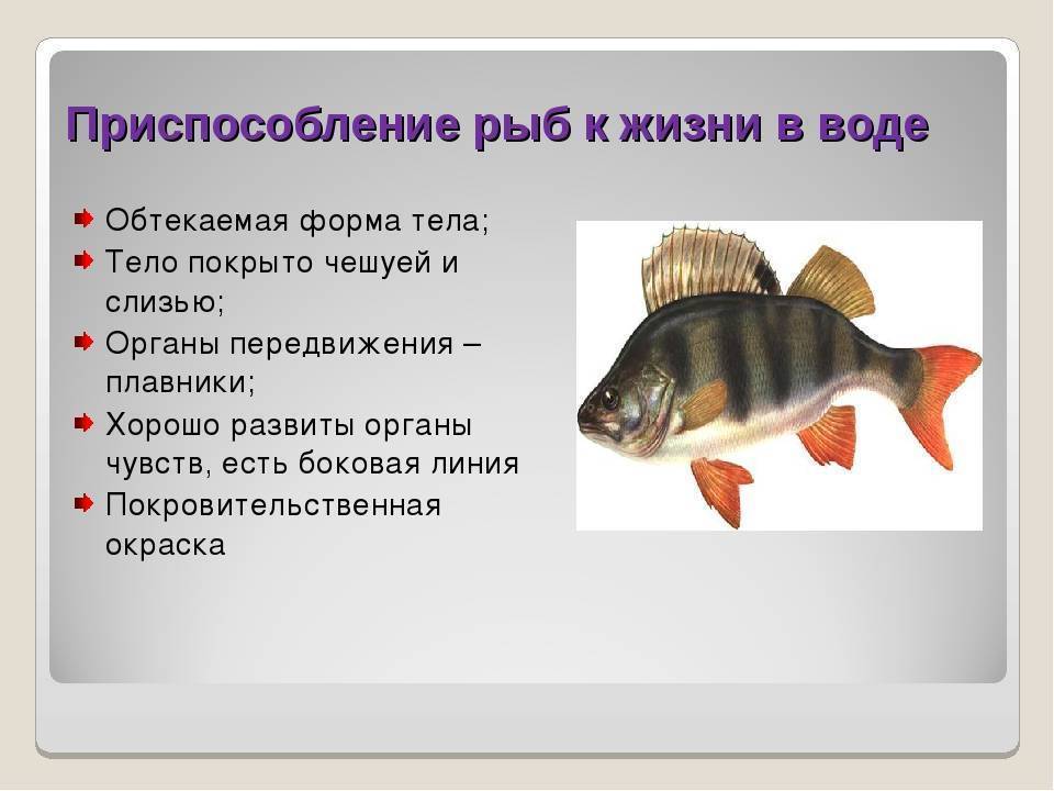 Рыба окунь: особенности, виды, рыбалка и разведение