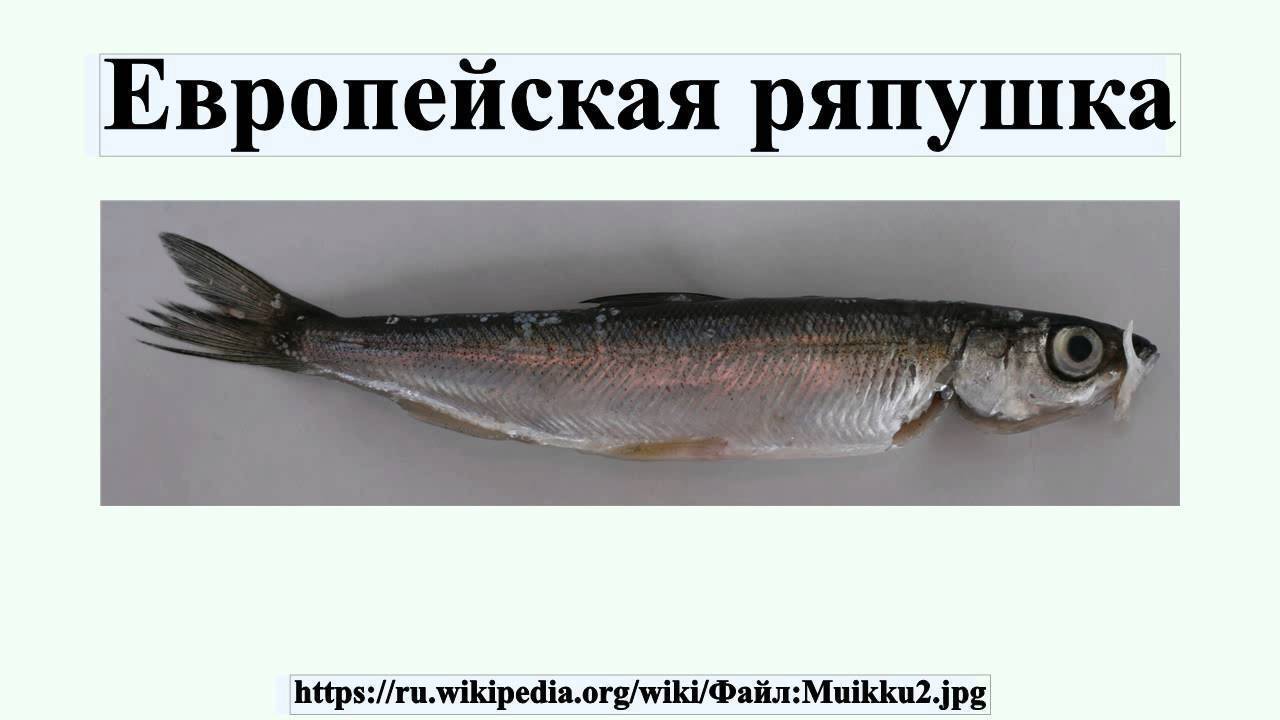 Рыба «Ряпушка сибирская» фото и описание