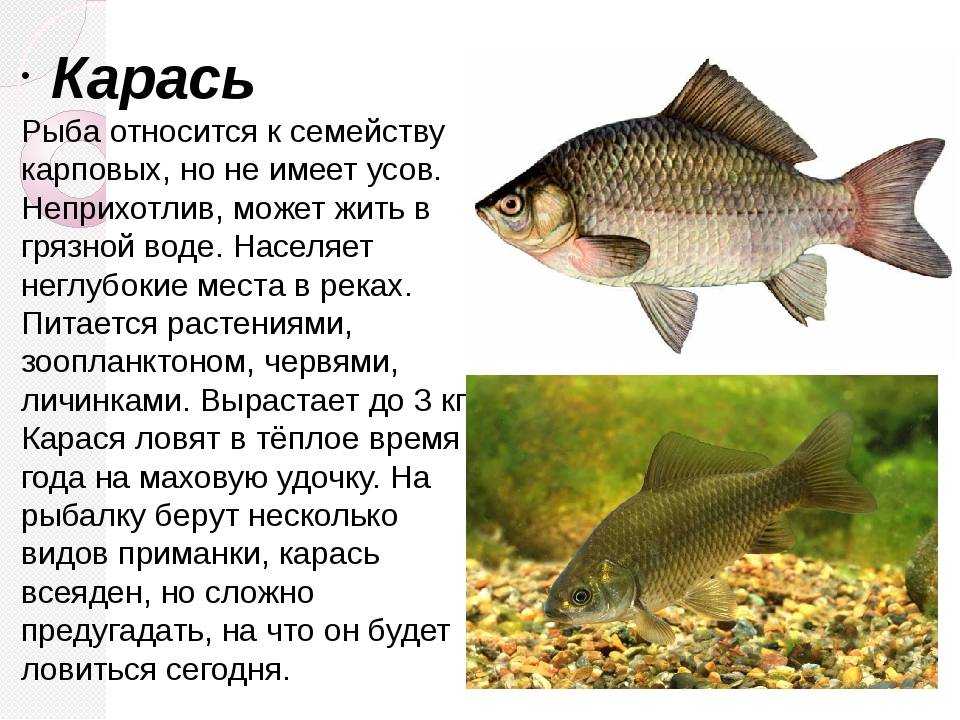 Карась