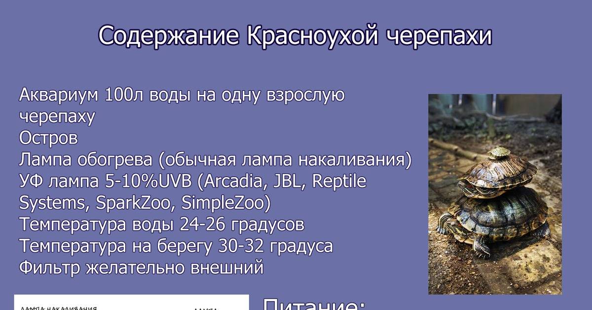 Вода для красноухой черепахи