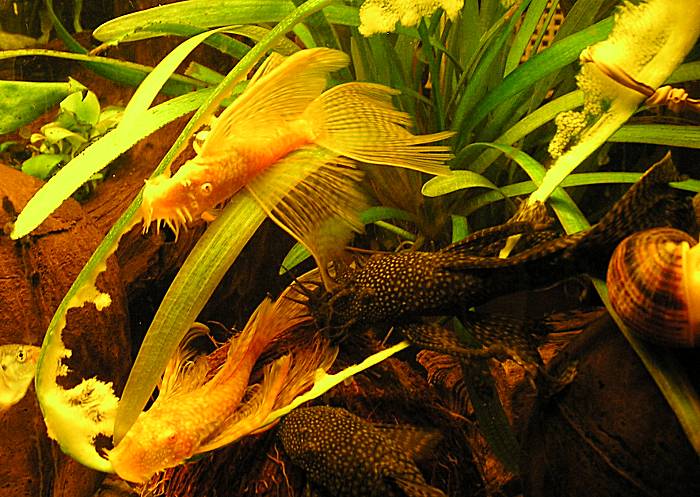 Лабиринтовые рыбки: 12 видов с фото, содержание в аквариуме