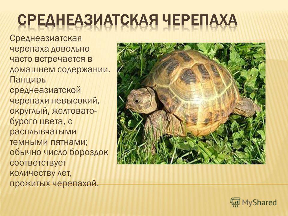 Черепаха