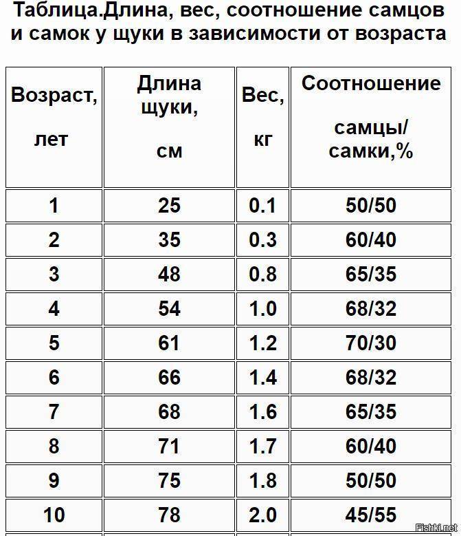Щука: чем питается, где живет, как размножается, фото, видео